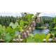 Punamulperipuu ‘Lavender Life’ (Morus rubra ‘Lavender Life’)